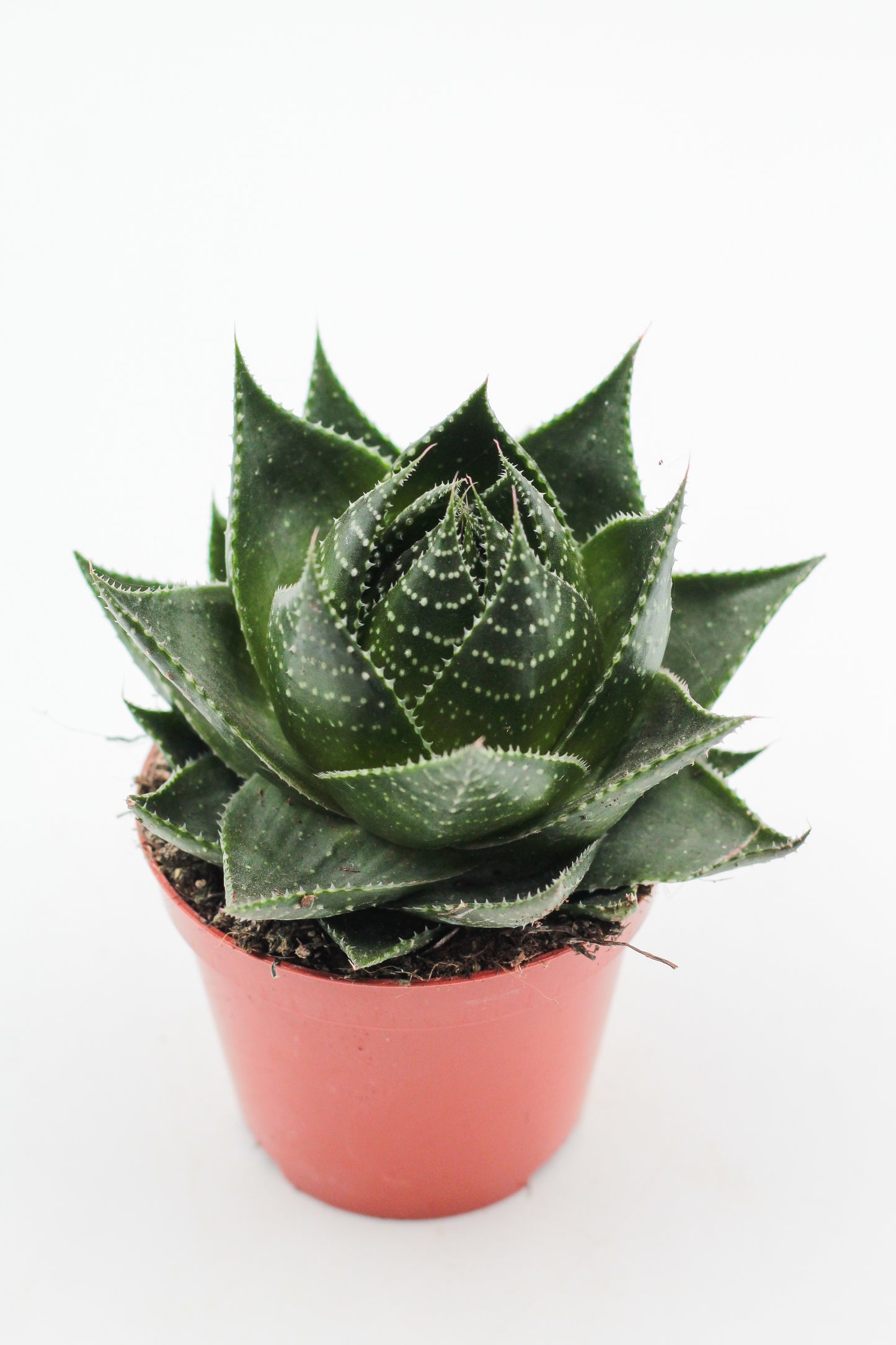 Aloe Cosmo