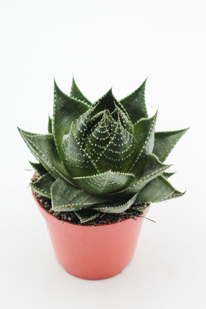 Aloe Cosmo