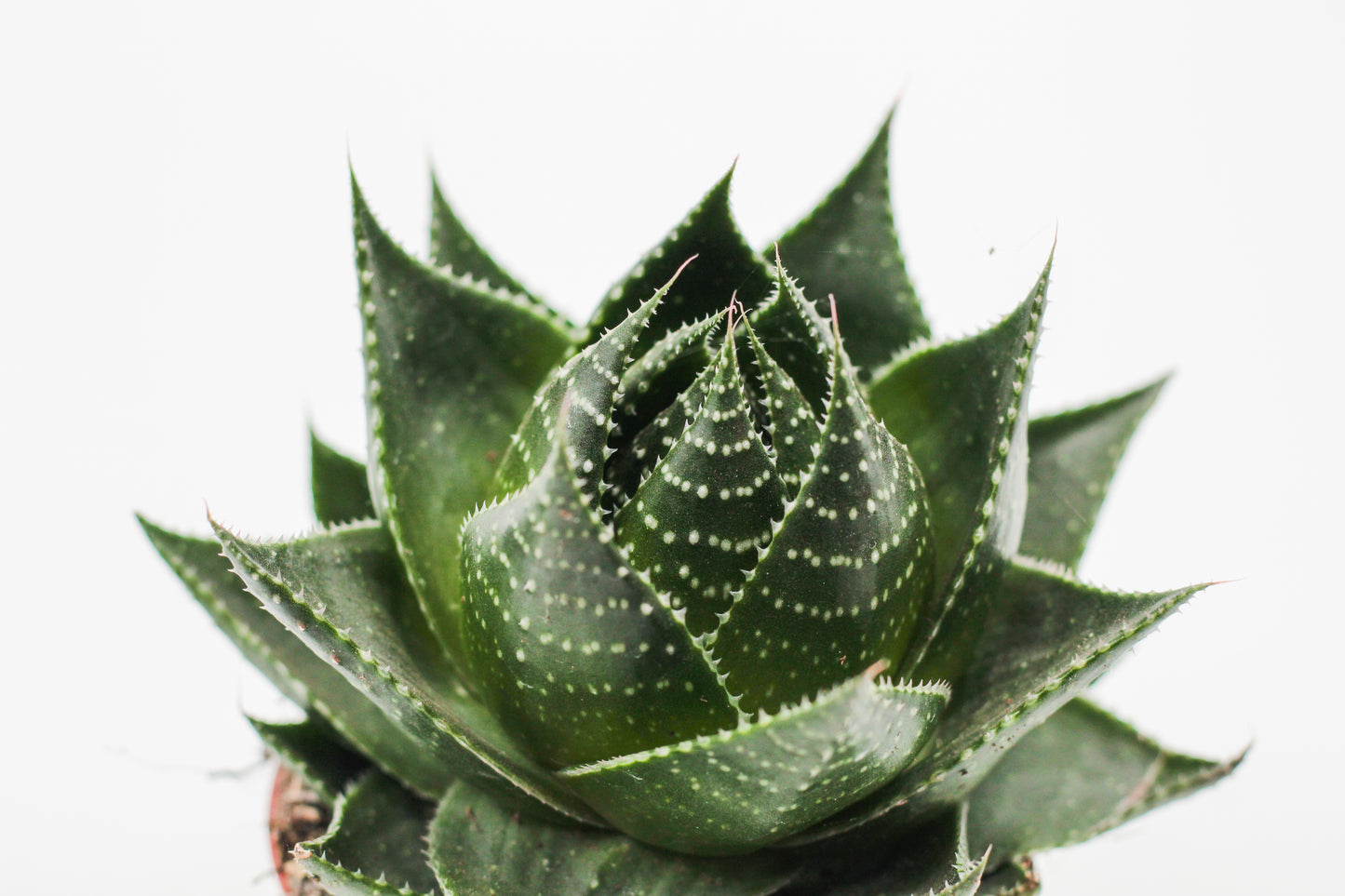 Aloe Cosmo