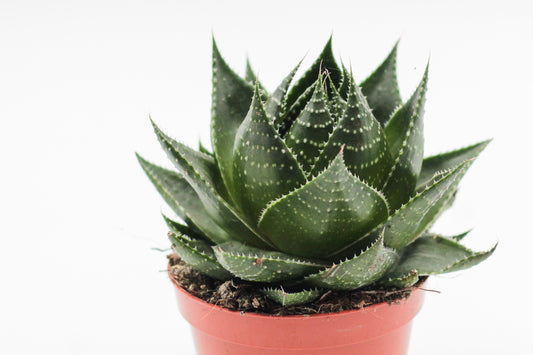 Aloe Cosmo