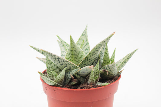 Aloe Doran Black
