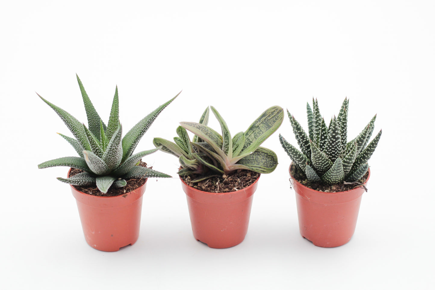 Aloe mix