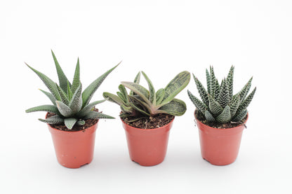 Aloe mix
