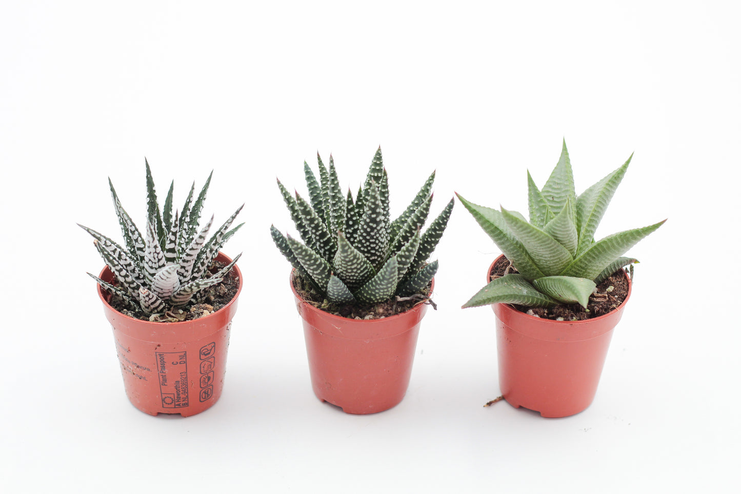 Aloe mix