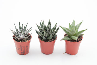 Aloe mix
