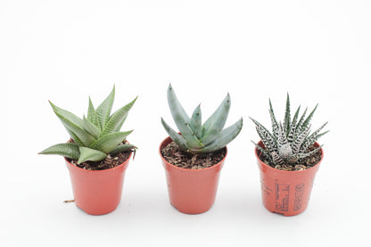 Aloe mix