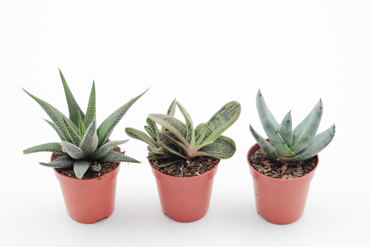 Aloe mix