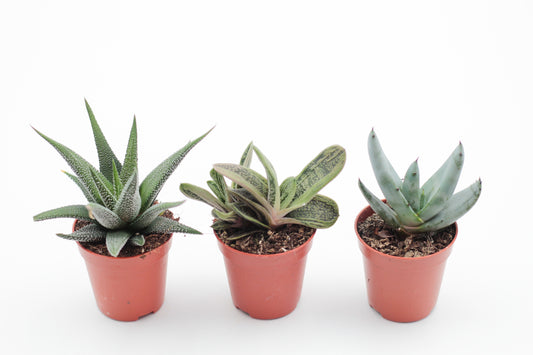Aloe mix