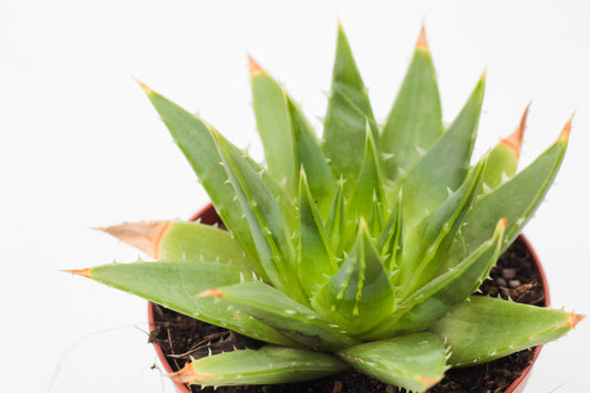 Aloe Polyhylla