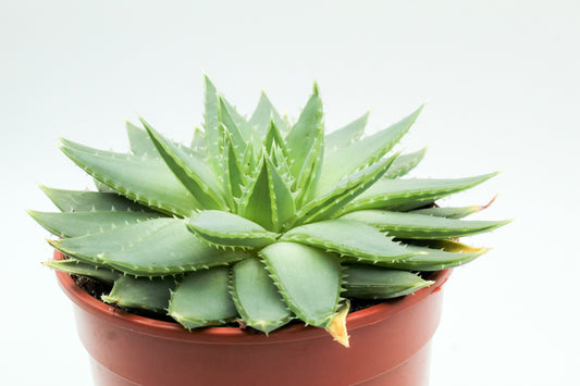Aloë Polyhylla groot