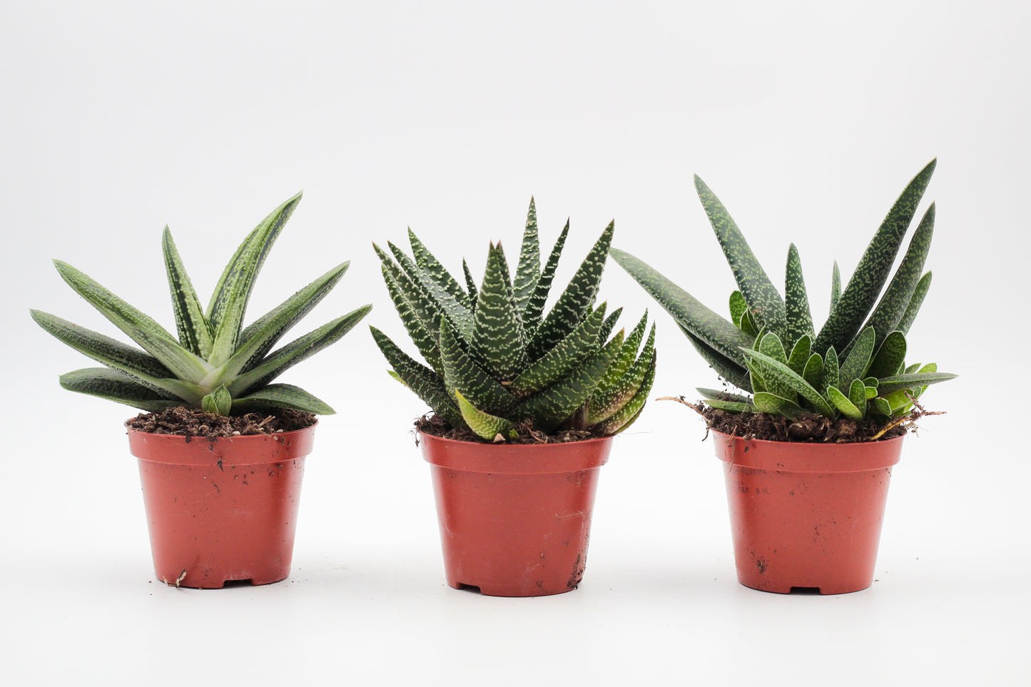 Aloe mix medium