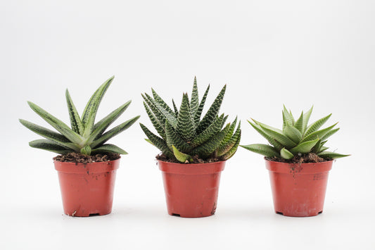 Aloë Gasteria Haworthia mix medium
