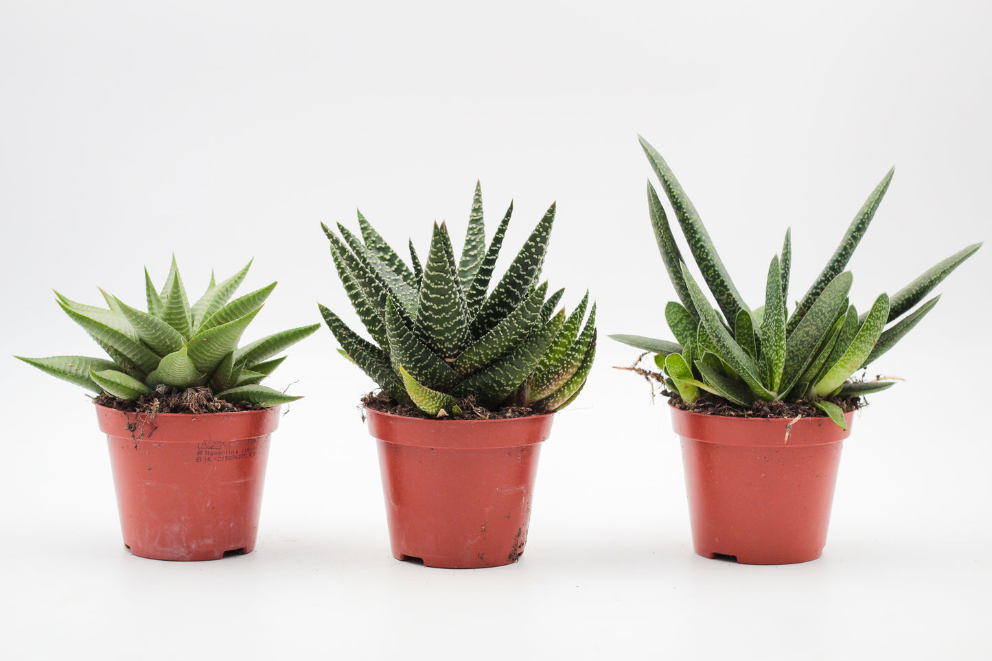 Aloe mix medium