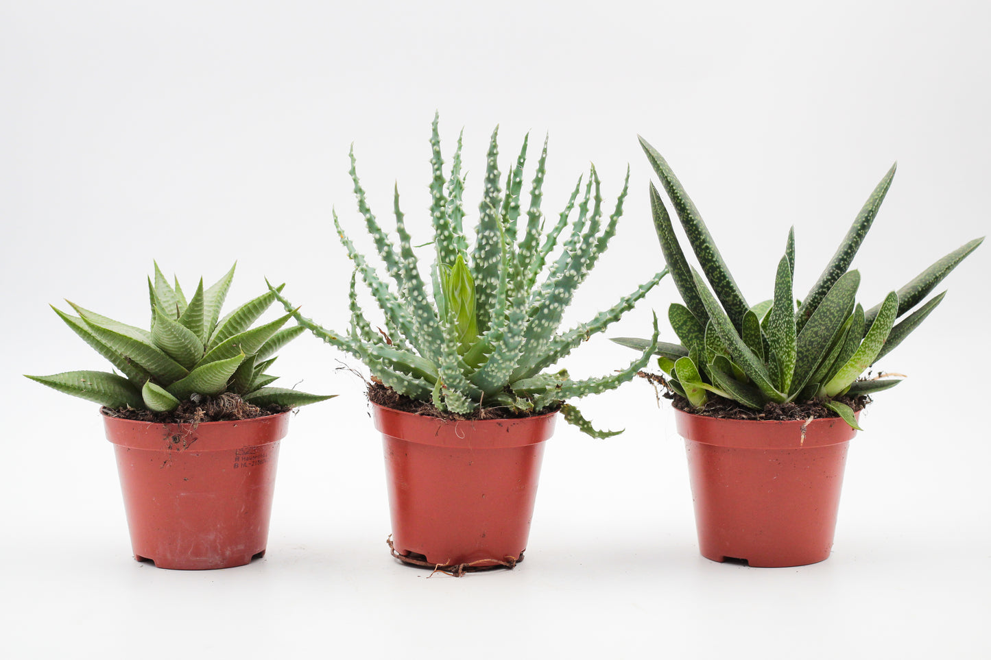 Aloe mix medium
