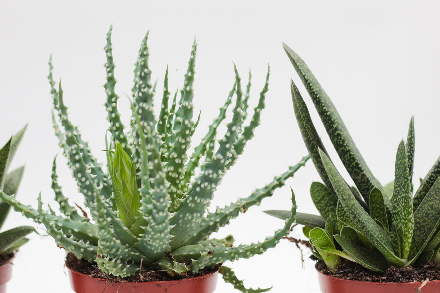 Aloe mix medium