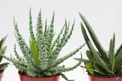 Aloe mix medium
