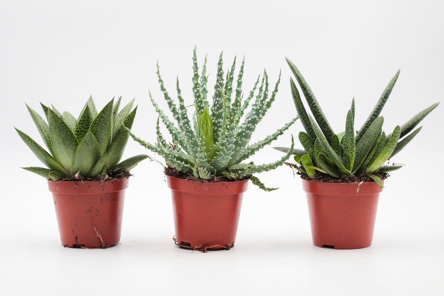 Aloe mix medium
