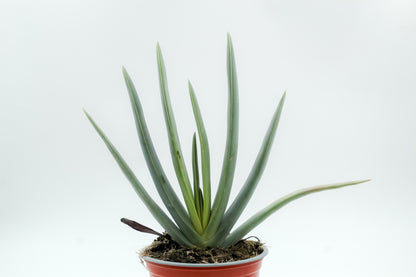Aloë plicatilis