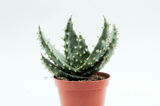 Aloe aculeata