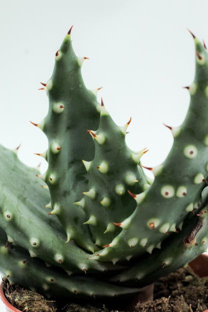 Aloe aculeata