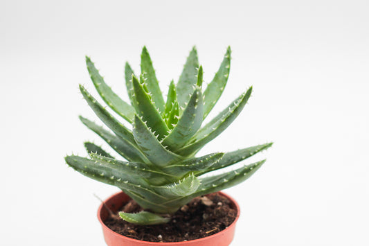 Aloë brevifolia