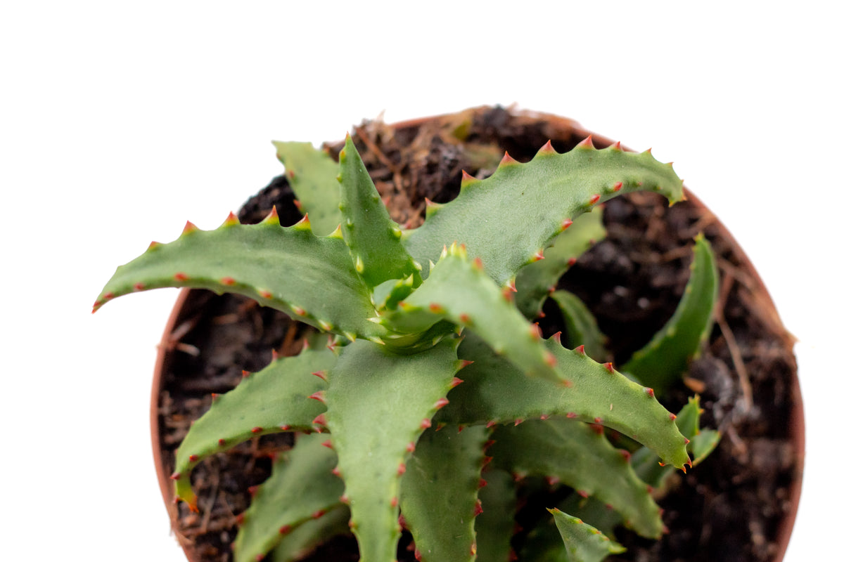 Aloë castilloniae