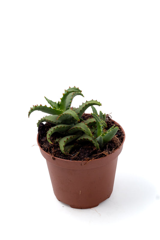 Aloë castilloniae