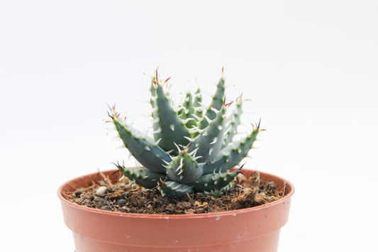 Aloe erinacea