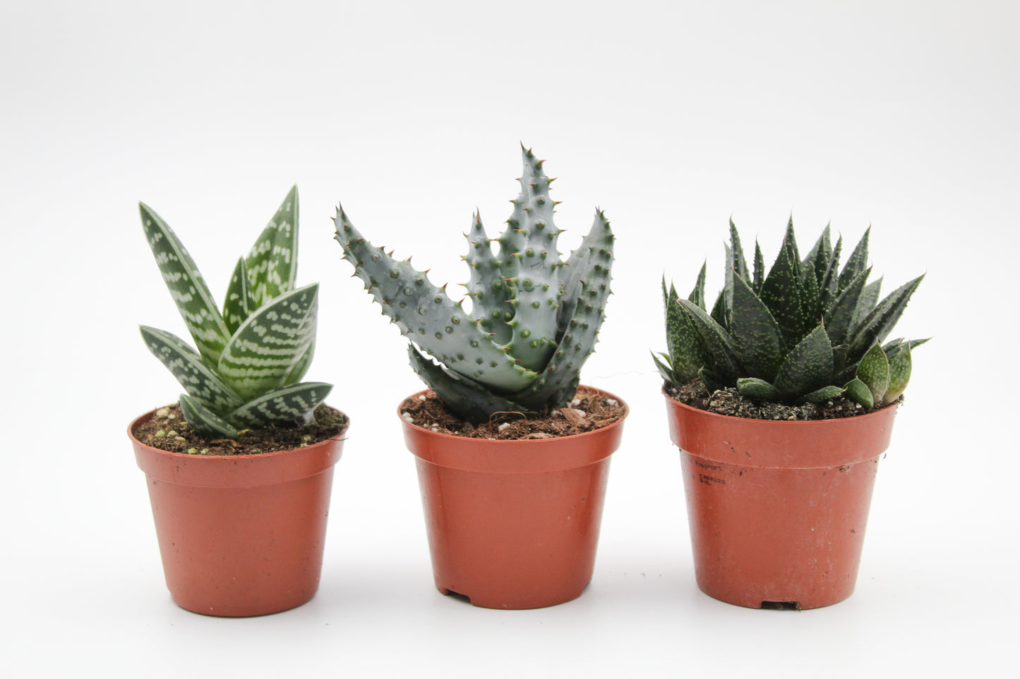 Aloë Gasteria Haworthia mix medium