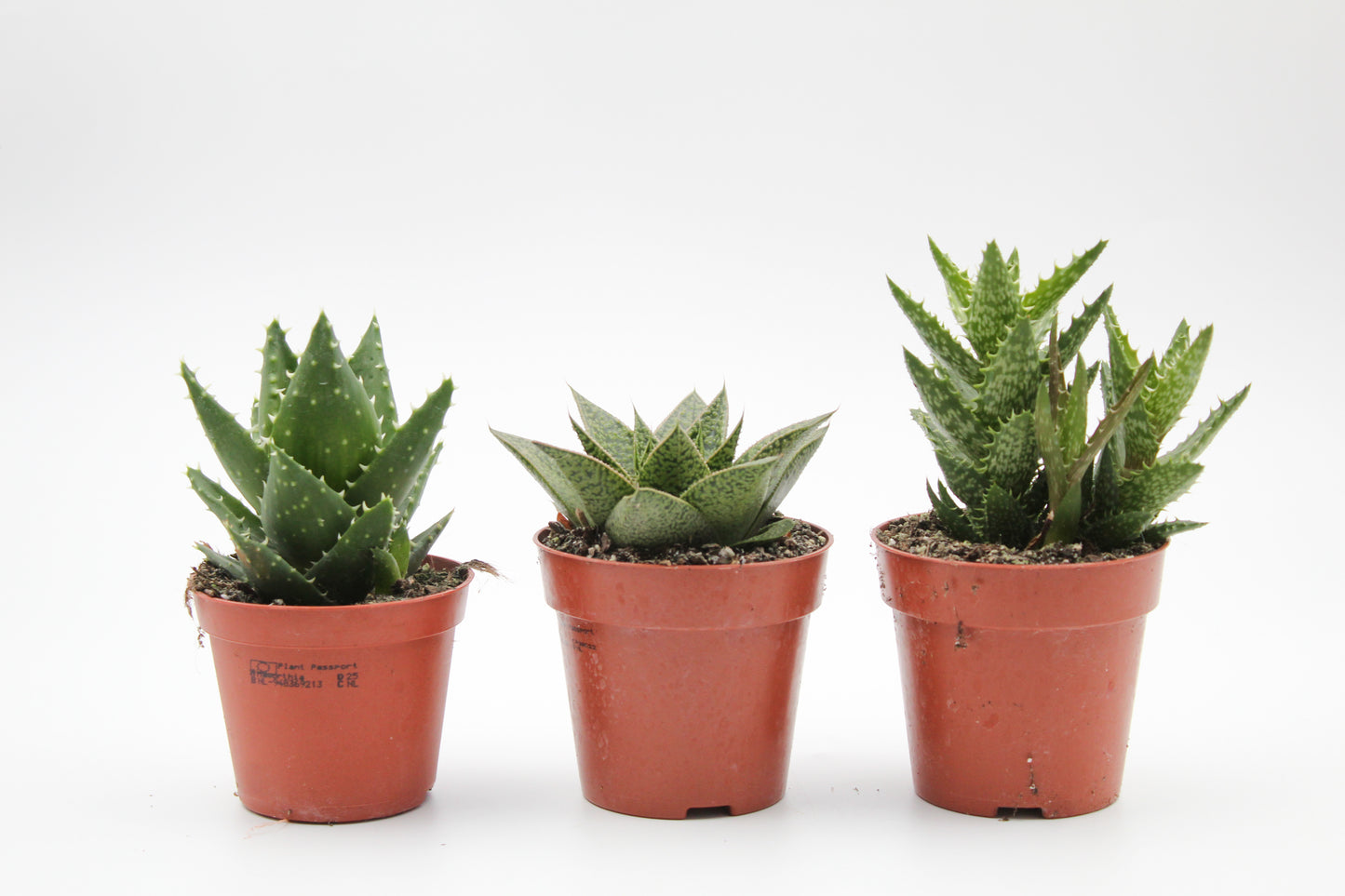Aloë Gasteria Haworthia mix medium
