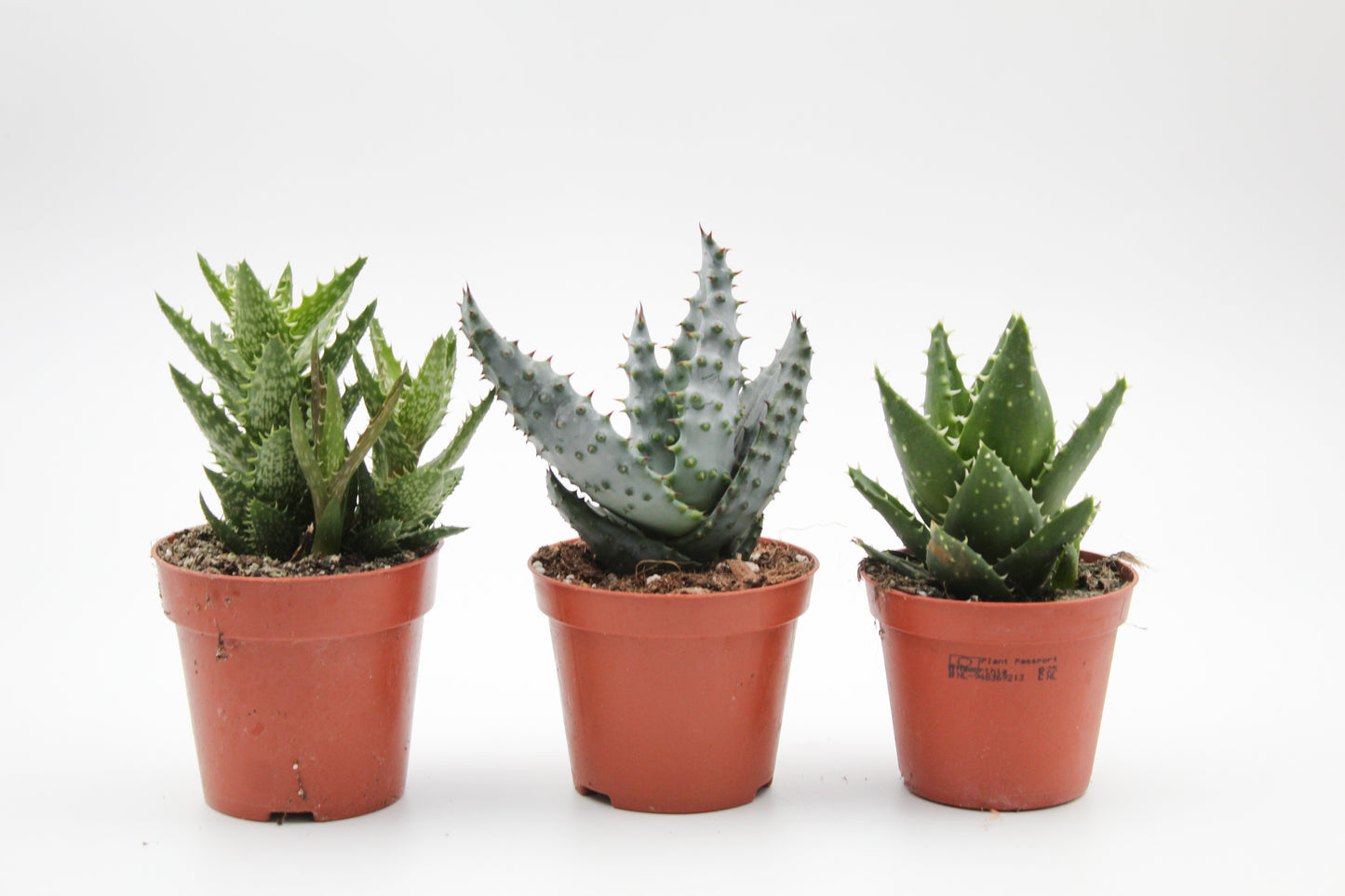 Aloë Gasteria Haworthia mix medium
