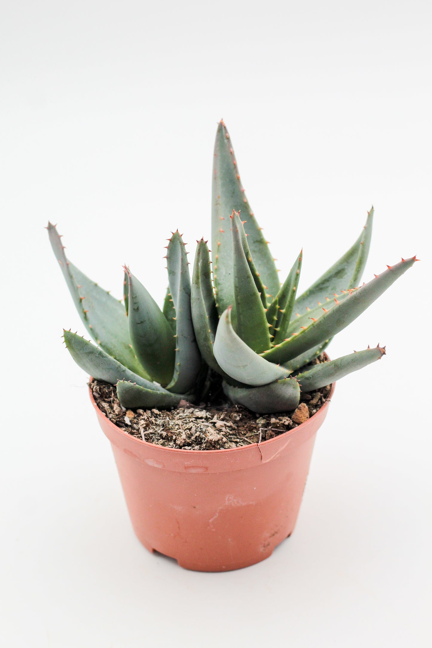 Aloe peglerae