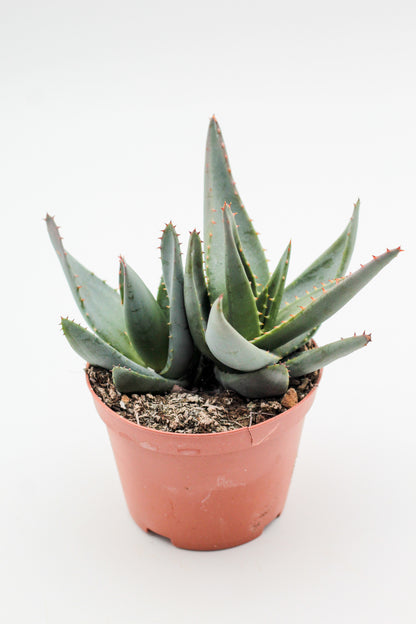 Aloe peglerae