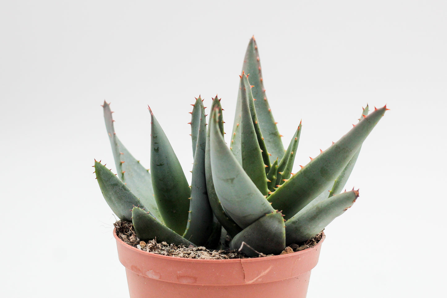 Aloe peglerae