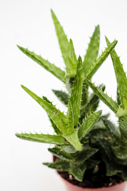 Aloe squarrosa