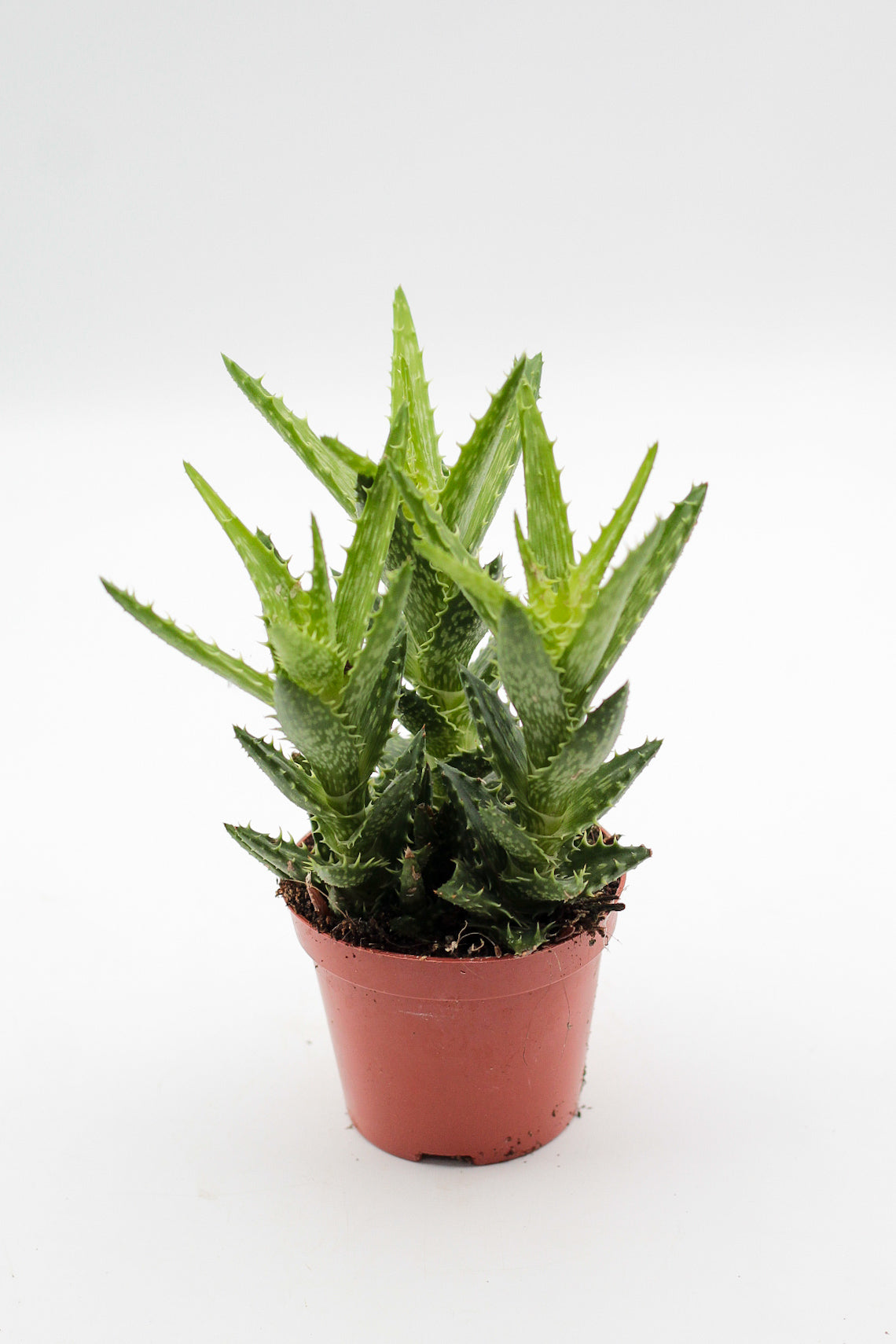 Aloe squarrosa