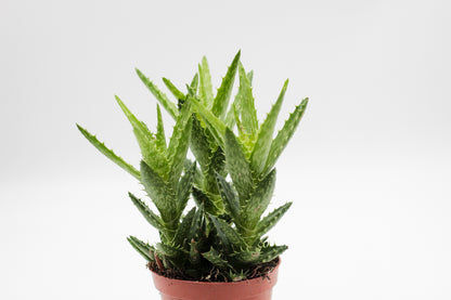 Aloe squarrosa