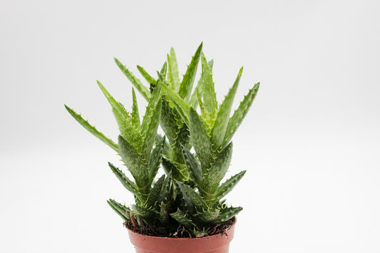 Aloe squarrosa