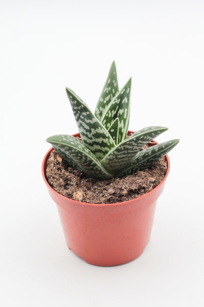 Aloe variegata