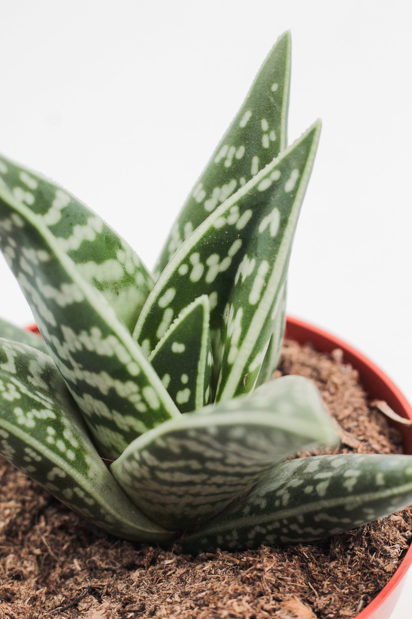 Aloe variegata