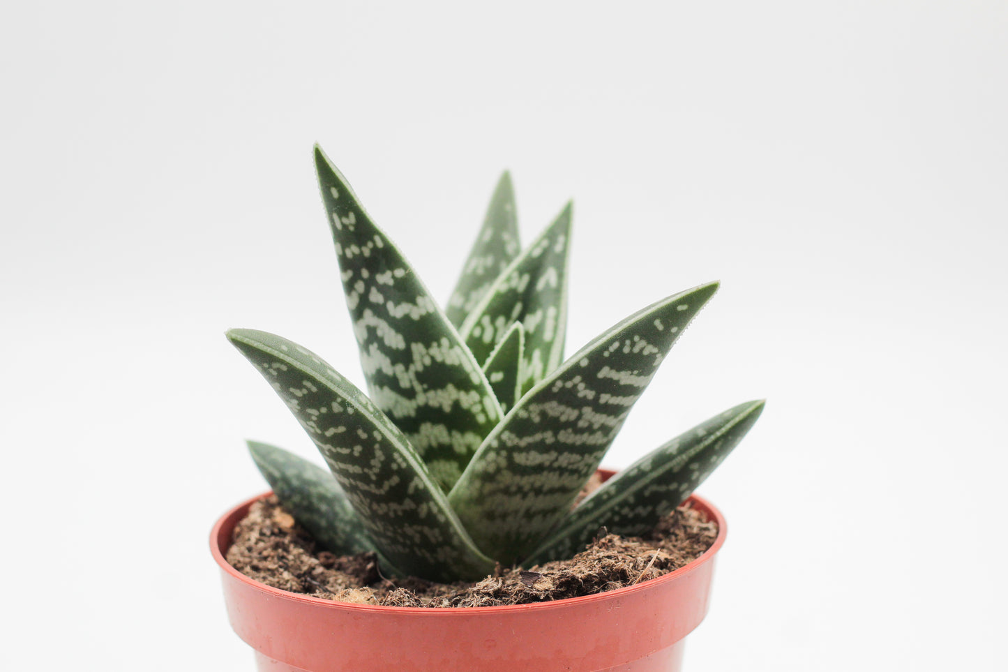 Aloe variegata
