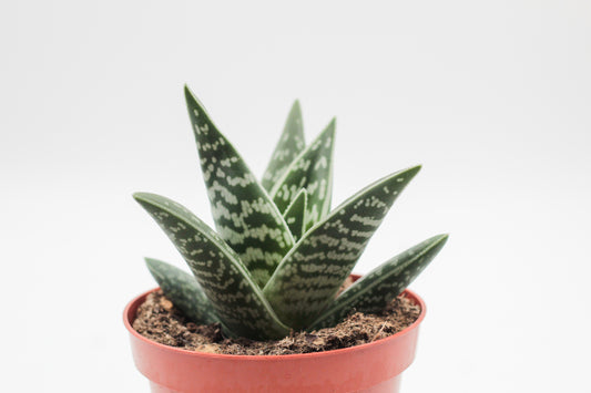 Aloe variegata