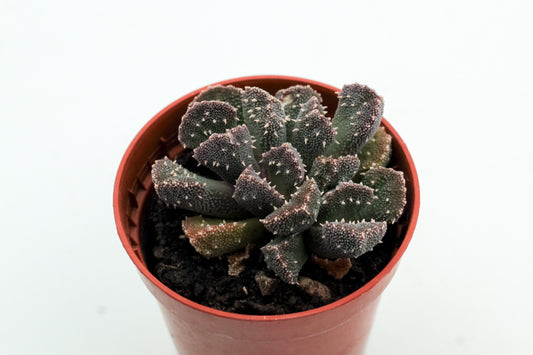 Aloinopsis luckhoffii