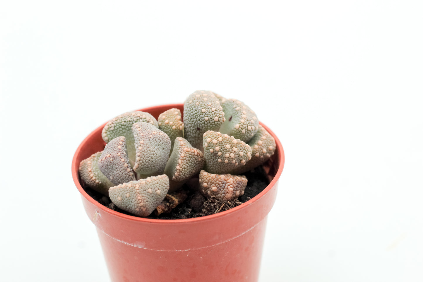 Aloinopsis luckhoffii