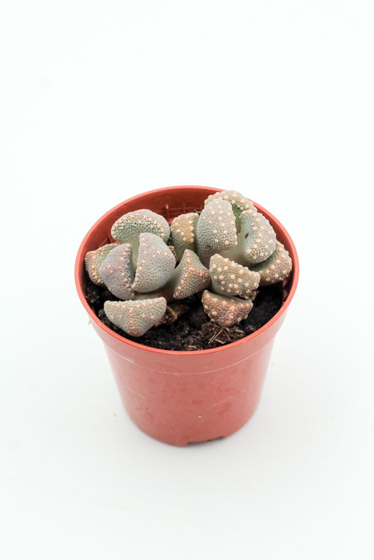 Aloinopsis luckhoffii