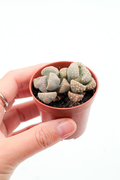 Aloinopsis luckhoffii