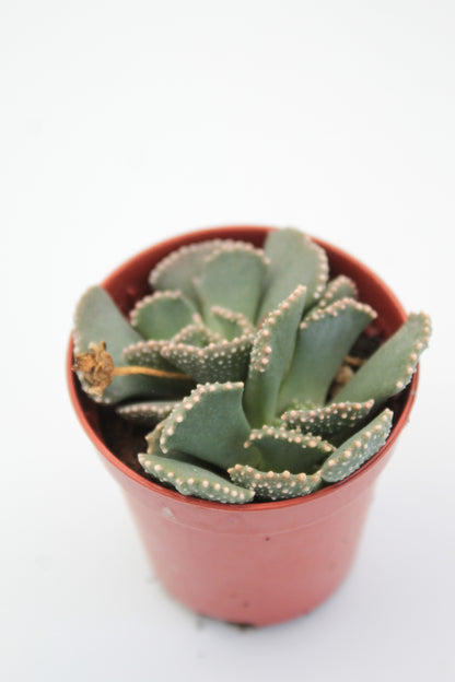 Aloinopsis malherbei