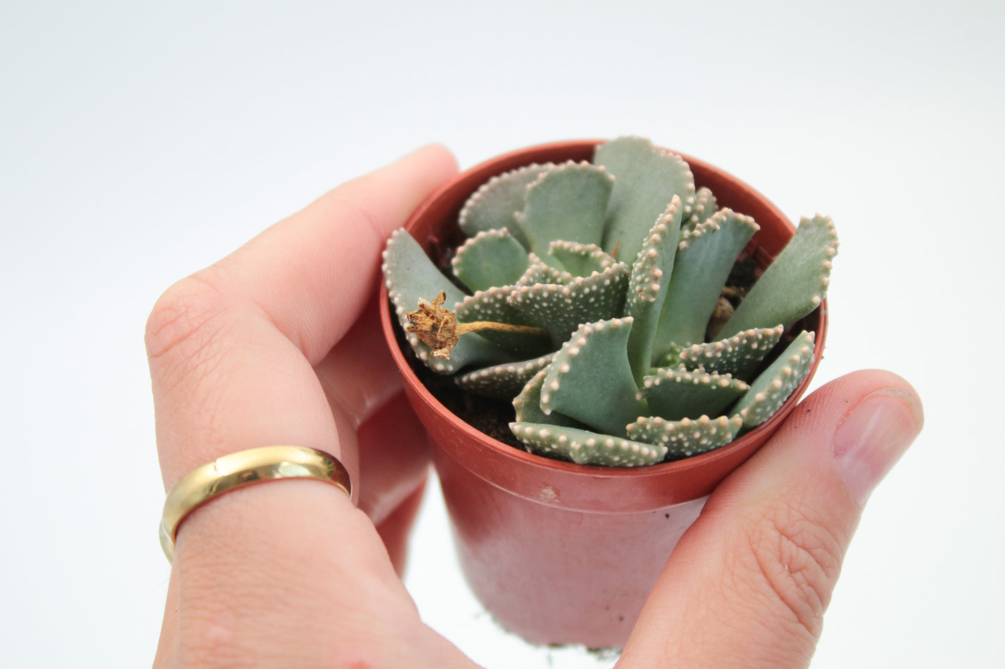 Aloinopsis malherbei