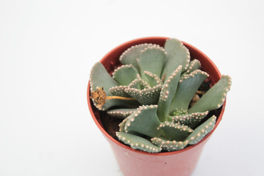Aloinopsis malherbei