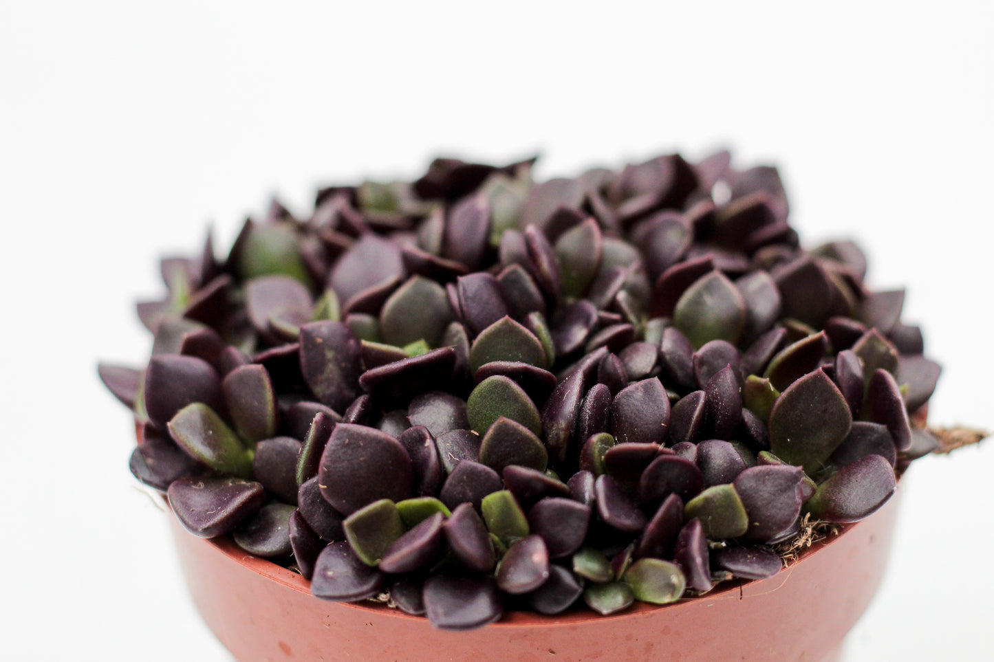 Anacampseros rufescens